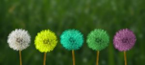 dandelion-2817950_960_720