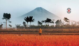 Indonesian books translated