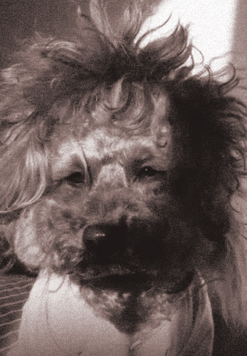 Dog with hair